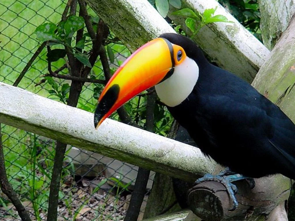 Zoológico «El Paraiso»