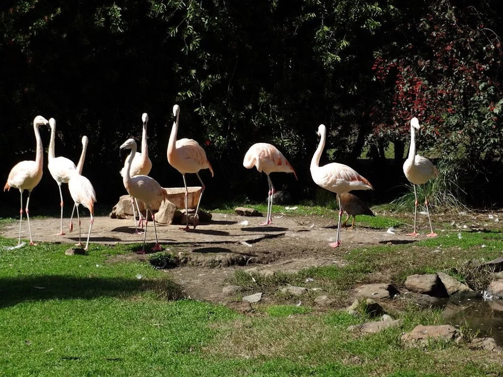 Zoológico «El Paraiso»