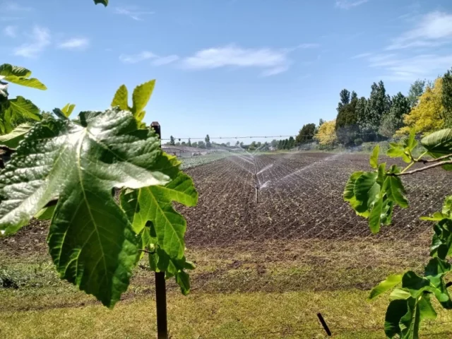 Campos y chacras en Venta — batan