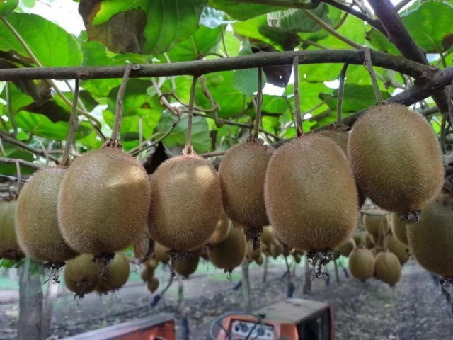 Campos y chacras en Venta — El Coyunco